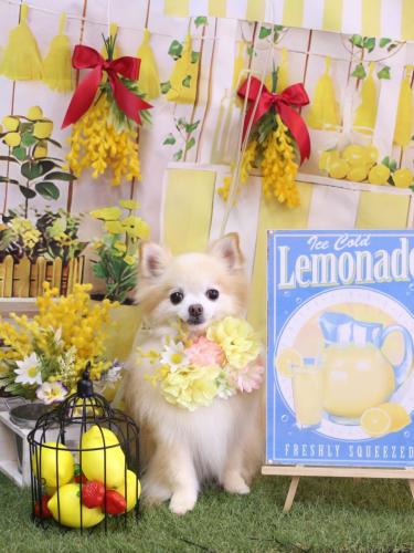 20240421小豆くん